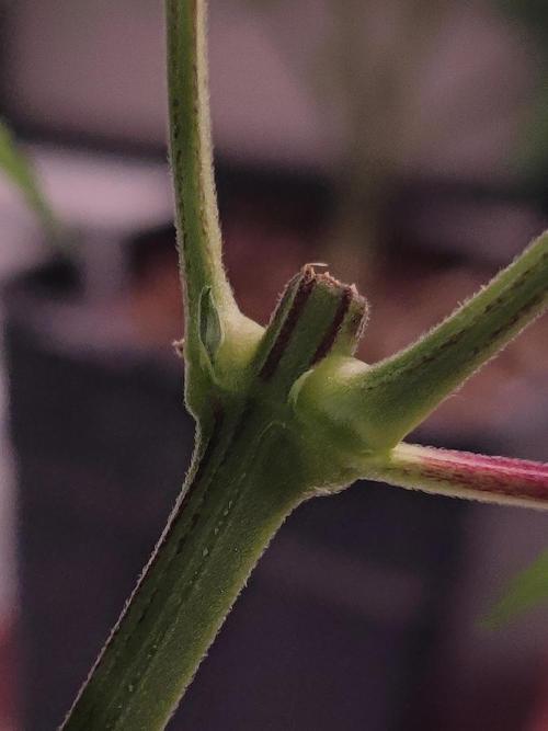 ♂️ Hash Plant REG Sensi Seeds Macho. Week 10