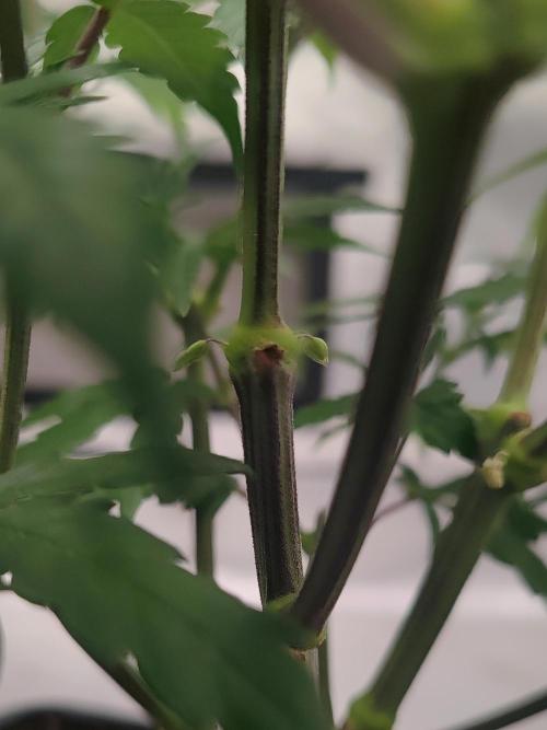 ♂️ Hash Plant REG Sensi Seeds Macho. Week 10