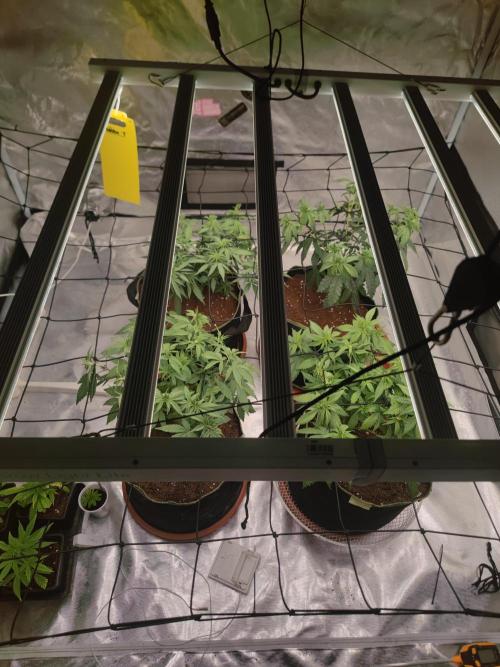 14/14 Oreoz FEM "GB SEEDS". Week 10