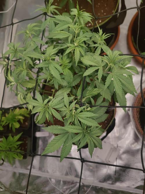 14/14 Oreoz FEM "GB SEEDS". Week 10