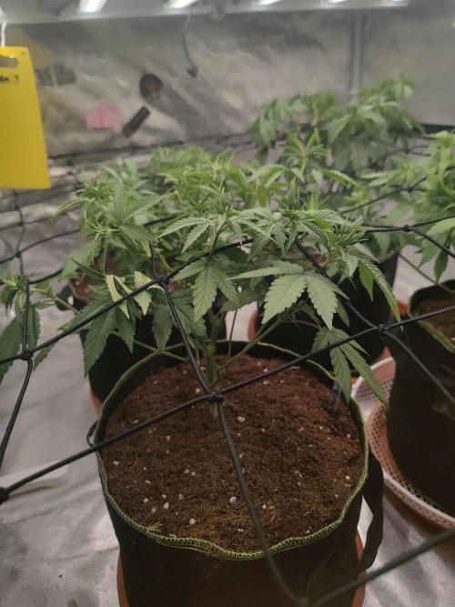 14/14 Oreoz FEM "GB SEEDS". Week 10