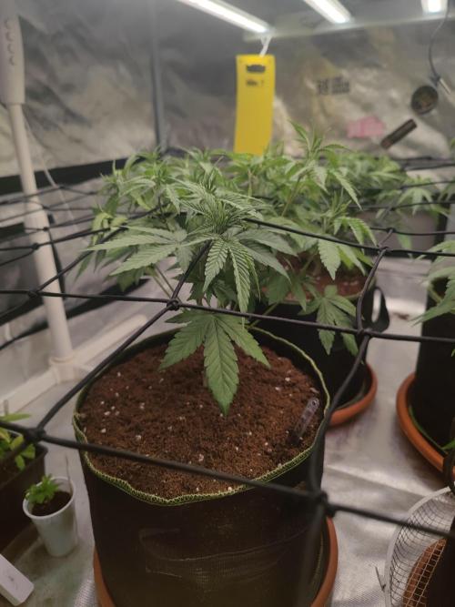 14/14 Oreoz FEM "GB SEEDS". Week 10