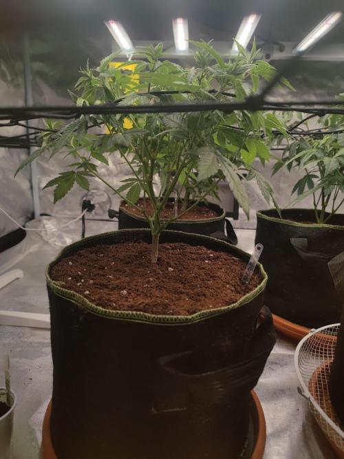 14/14 Oreoz FEM "GB SEEDS". Week 10