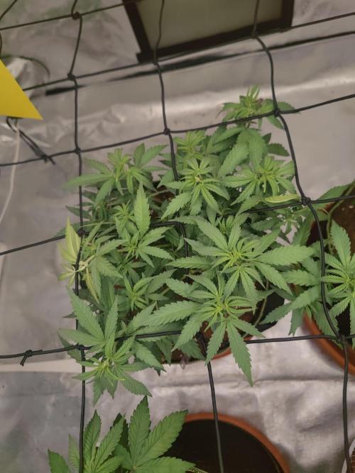 14/14 Kritical GB FEM "GB STRAINS". Week 10