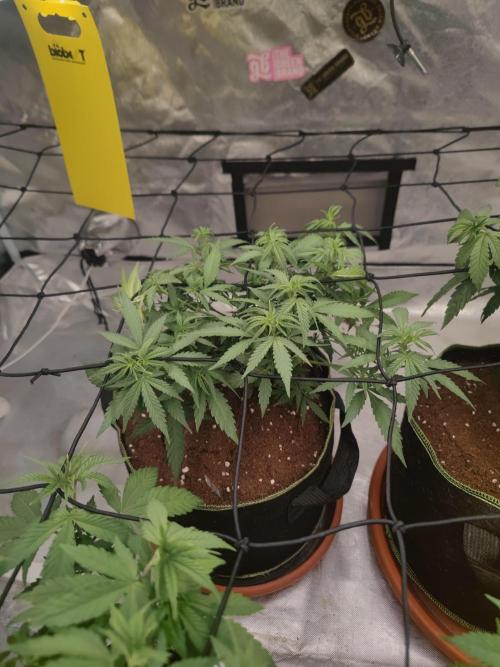 14/14 Kritical GB FEM "GB STRAINS". Week 10