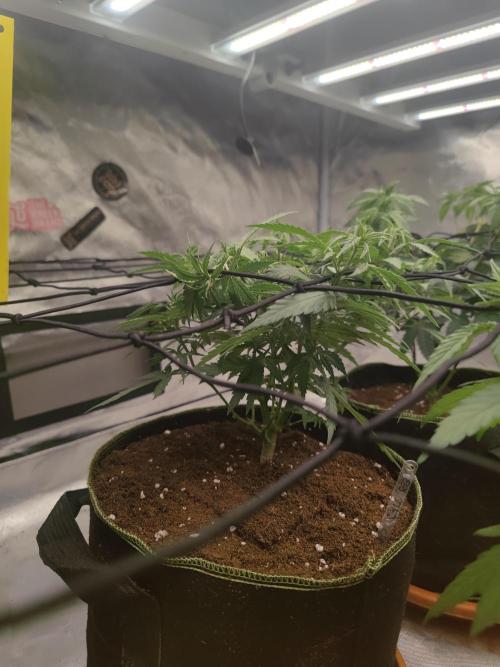 14/14 Kritical GB FEM "GB STRAINS". Week 10