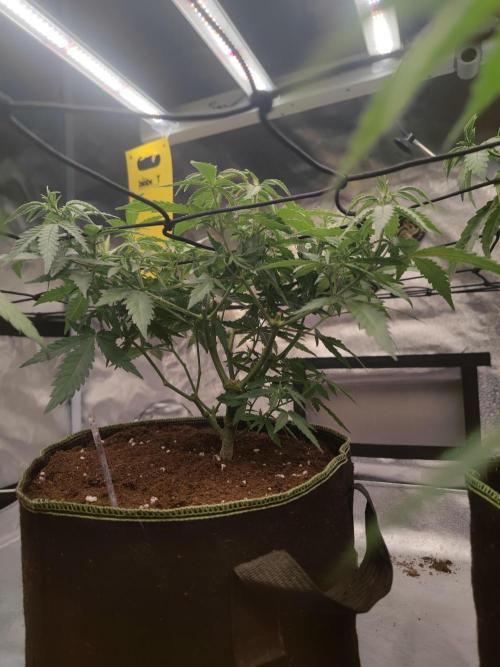 14/14 Kritical GB FEM "GB STRAINS". Week 10
