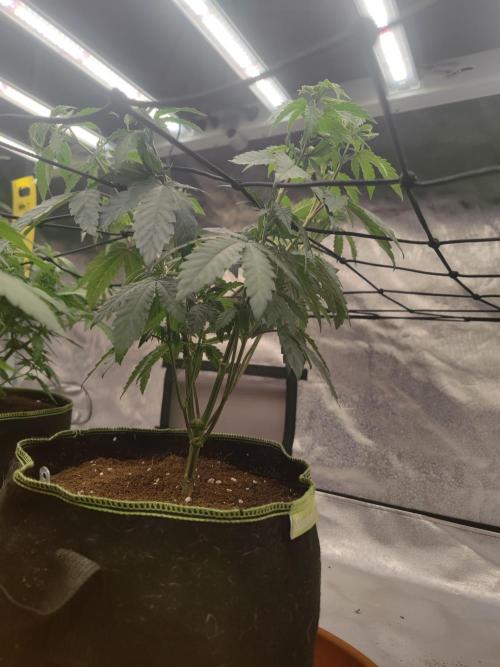 14/14 CRITICAL FEM "GB STRAINS". Week 10