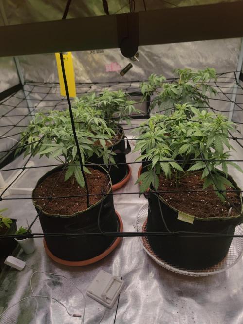 14/14 CRITICAL FEM "GB STRAINS". Week 10