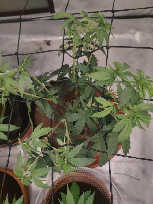14/14 CRITICAL FEM "GB STRAINS". Week 10