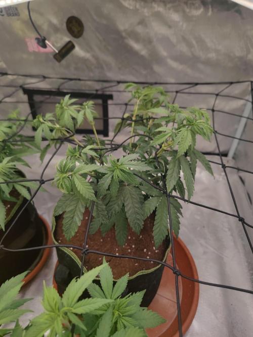 14/14 CRITICAL FEM "GB STRAINS". Week 10