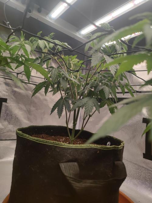 14/14 CRITICAL FEM "GB STRAINS". Week 10