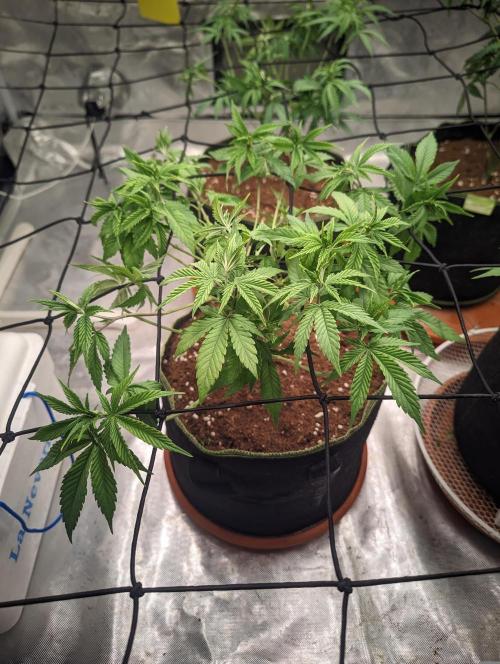 14/14 Oreoz FEM "GB SEEDS". Week 10