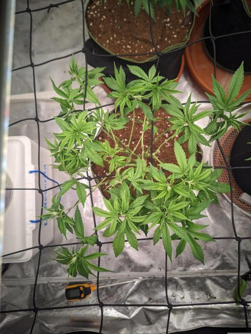 14/14 Oreoz FEM "GB SEEDS". Week 10