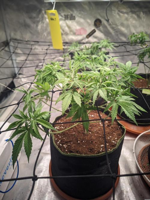 14/14 Oreoz FEM "GB SEEDS". Week 10