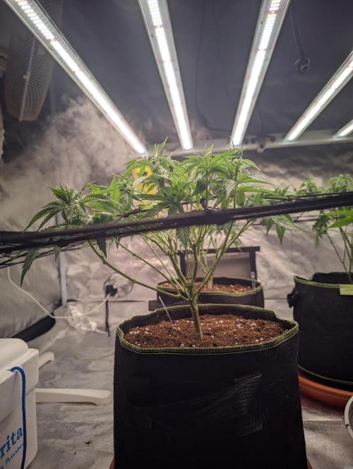 14/14 Oreoz FEM "GB SEEDS". Week 10