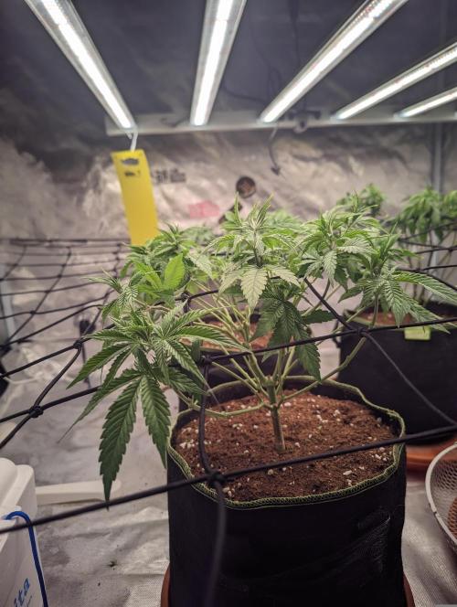 14/14 Oreoz FEM "GB SEEDS". Week 10