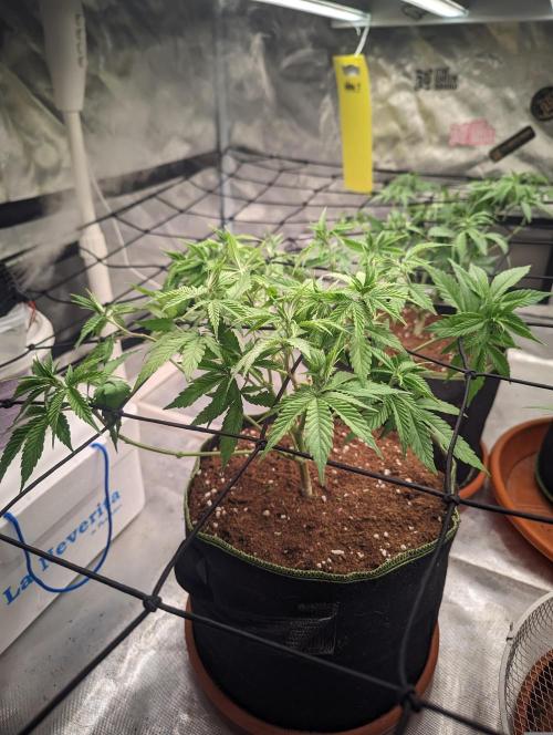 14/14 Oreoz FEM "GB SEEDS". Week 10