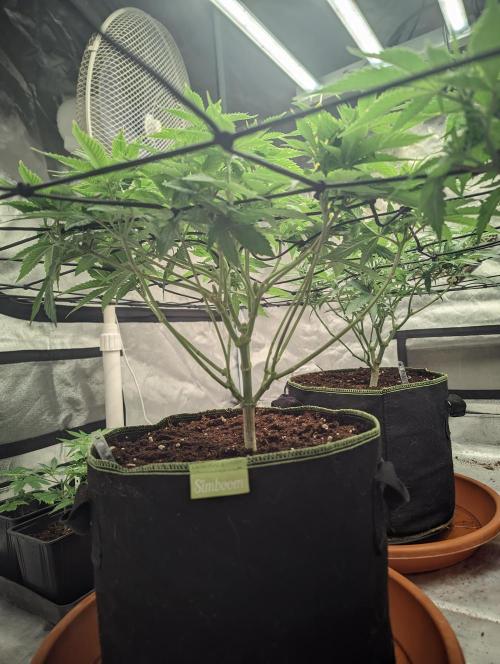 14/14 Oreoz FEM "GB SEEDS". Week 11