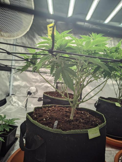 14/14 Oreoz FEM "GB SEEDS". Week 11