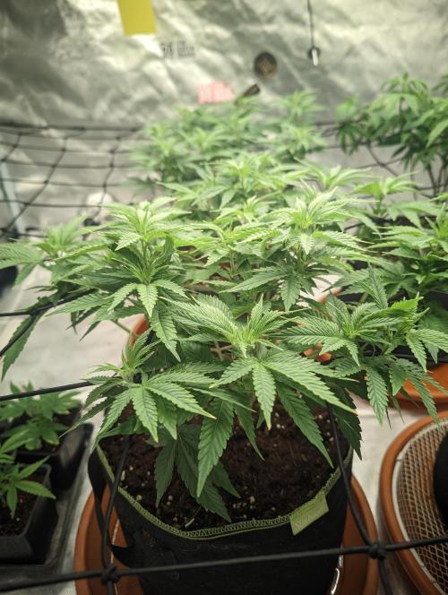 14/14 Oreoz FEM "GB SEEDS". Week 11