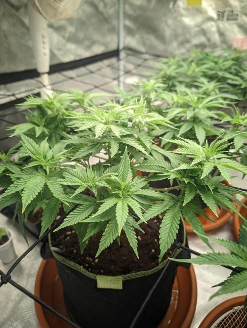 14/14 Oreoz FEM "GB SEEDS". Week 11