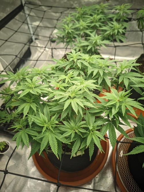 14/14 Oreoz FEM "GB SEEDS". Week 11