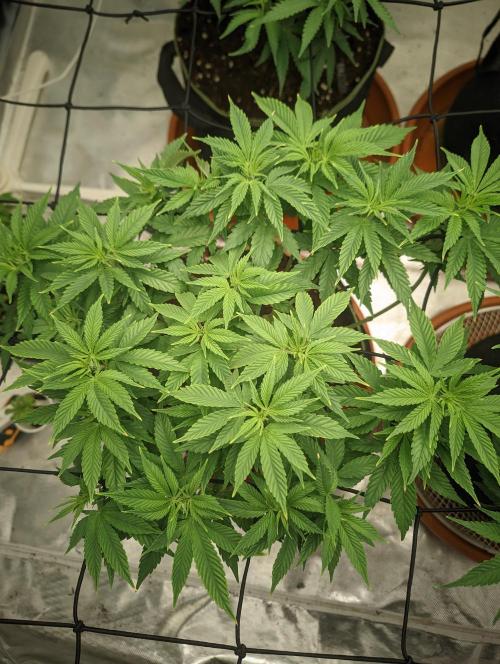 14/14 Oreoz FEM "GB SEEDS". Week 11