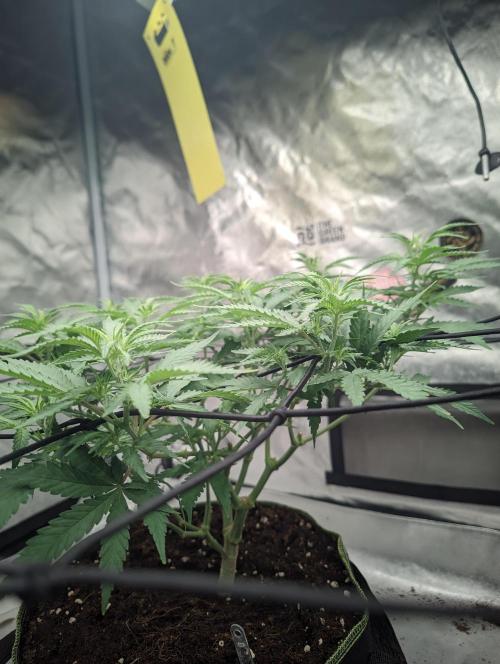 14/14 Kritical GB FEM "GB STRAINS". Week 11
