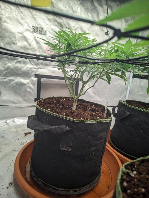 14/14 Kritical GB FEM "GB STRAINS". Week 11