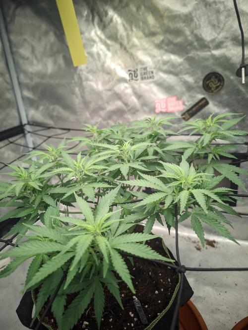 14/14 Kritical GB FEM "GB STRAINS". Week 11