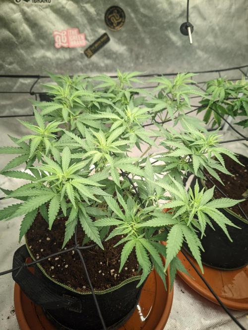 14/14 Kritical GB FEM "GB STRAINS". Week 11