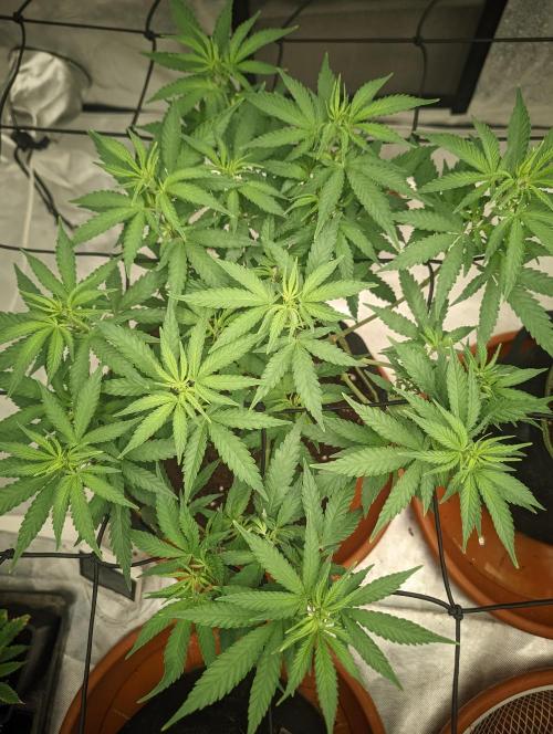 14/14 Kritical GB FEM "GB STRAINS". Week 11