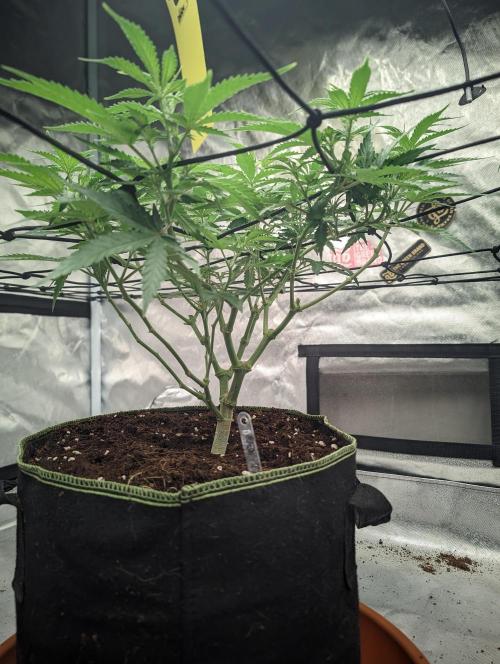 14/14 Kritical GB FEM "GB STRAINS". Week 11