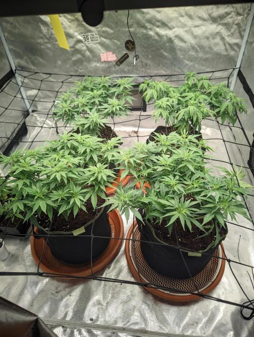 14/14 Kritical GB FEM "GB STRAINS". Week 11