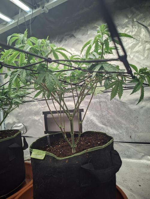 14/14 CRITICAL FEM "GB STRAINS". Week 11