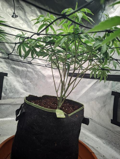14/14 CRITICAL FEM "GB STRAINS". Week 11