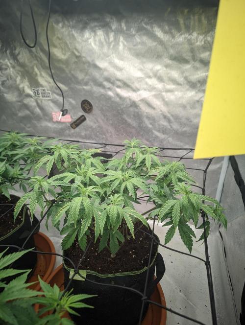 14/14 CRITICAL FEM "GB STRAINS". Week 11