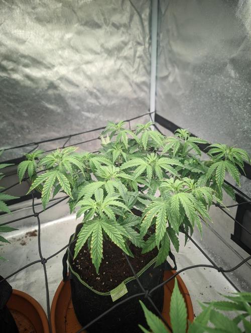 14/14 CRITICAL FEM "GB STRAINS". Week 11