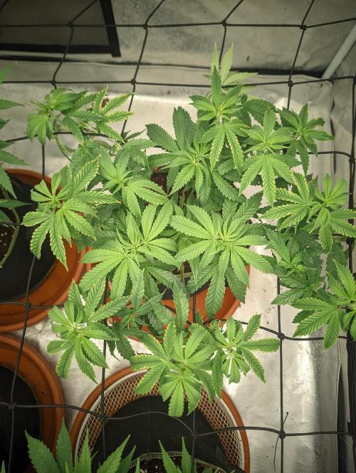 14/14 CRITICAL FEM "GB STRAINS". Week 11