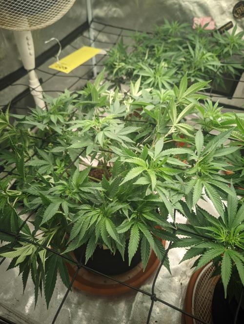 14/14 Oreoz FEM "GB SEEDS". Week 12