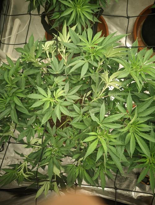 14/14 Oreoz FEM "GB SEEDS". Week 12