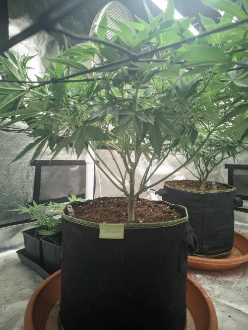 14/14 Oreoz FEM "GB SEEDS". Week 12