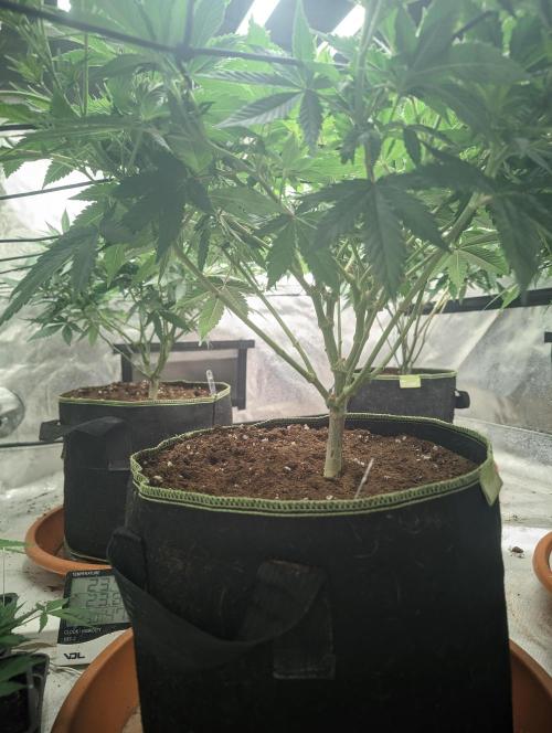 14/14 Oreoz FEM "GB SEEDS". Week 12