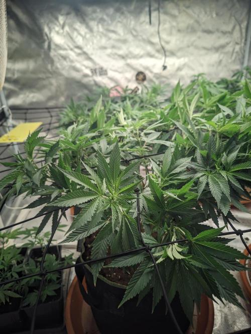 14/14 Oreoz FEM "GB SEEDS". Week 12