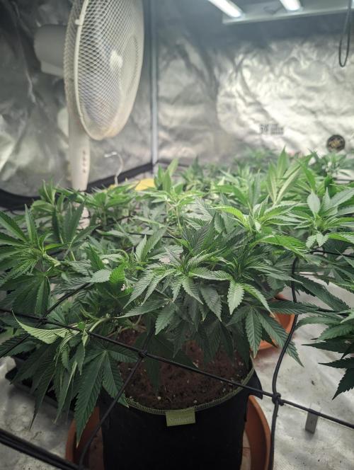 14/14 Oreoz FEM "GB SEEDS". Week 12