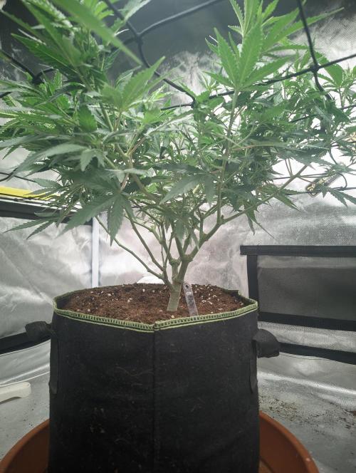 14/14 Kritical GB FEM "GB STRAINS". Week 12