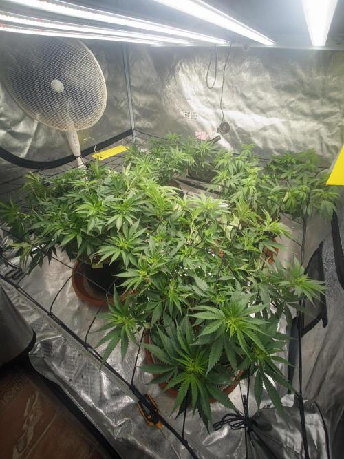 14/14 Kritical GB FEM "GB STRAINS". Week 12