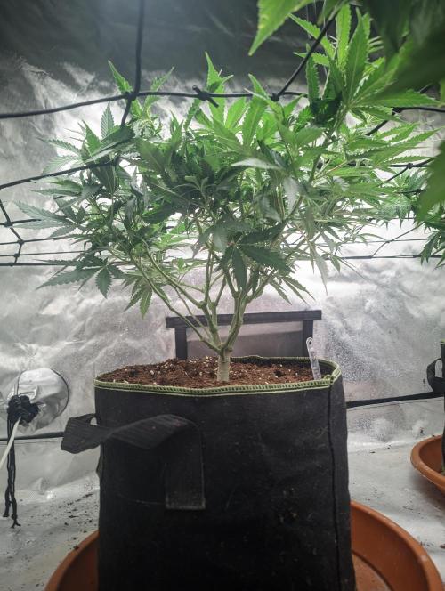 14/14 Kritical GB FEM "GB STRAINS". Week 12
