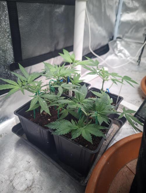 14/14 Kritical GB FEM "GB STRAINS". Week 12